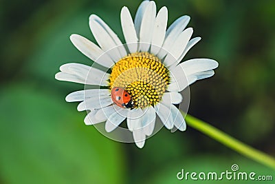 A Tiny Ladybug Resting on a Delicate Daisy in the Summer Sun Stock Photo