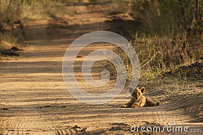 Tiny Lion cub. Stock Photo