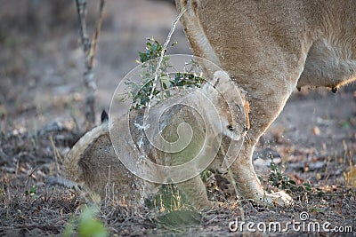 A tiny lion cub standing in the stream of its mother`s urine on a cold day. Stock Photo