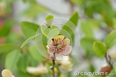 Tiny little flower Stock Photo