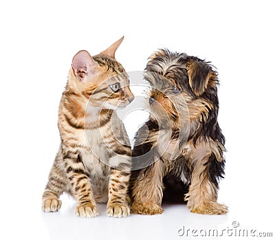 Tiny little kitten and puppy looking at each other Stock Photo