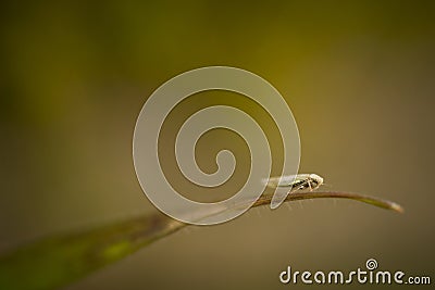 Tiny locust Stock Photo