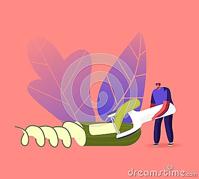 Tiny Male Character Peeling Huge Cucumber for Making Vegetable Sculpture or Decorate Culinary Meal Vector Illustration