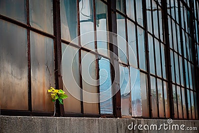 Maple tree seedling growing from window sill of abandoned factory buidling with broken, dirty window panes, grime and rust Stock Photo