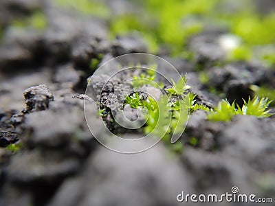 Tiny meadow growing in between stones Stock Photo