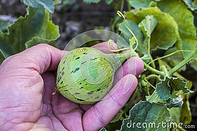 Tiny melons in the garden, immature tiny melon pictures, Stock Photo