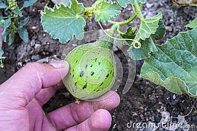 Tiny melons in the garden, immature tiny melon pictures, Stock Photo