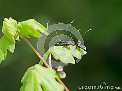 Adela reaumurella - moths in spring sunshine Stock Photo