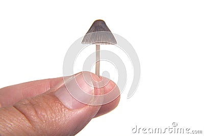 tiny-mushroom-16370312.jpg