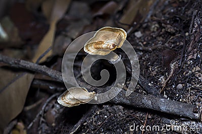 Tiny mushroom flourish on the forest floor Stock Photo