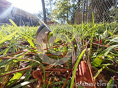 Tiny mushroom sunshine photobomb grass Stock Photo