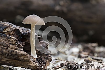 A tiny mushroom Stock Photo