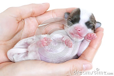 Tiny newborn chihuahua puppy in the palms Stock Photo