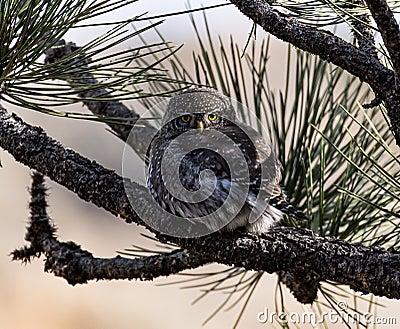 The tiny Northern Pygmy Owl looking on. Stock Photo