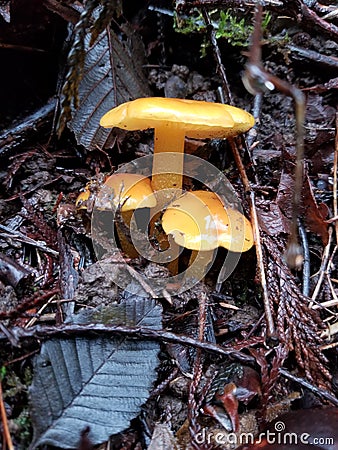 Tiny Orange Mushrooms Peek Through Dark Leaves Stock Photo