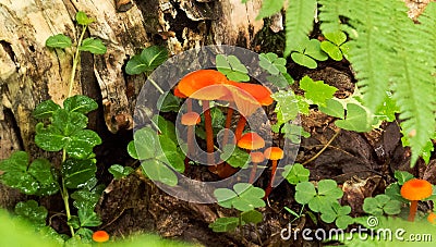 Tiny orange mushrooms surrounded by nature Stock Photo