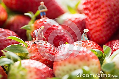 Tiny people - farmers working on strawberry field. Stock Photo