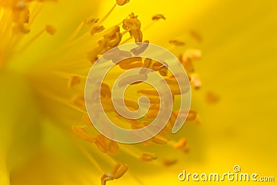 Tiny Petals of beautiful yellow golden flower as background Stock Photo