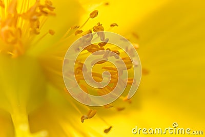 Tiny Petals of beautiful yellow golden flower as background Stock Photo