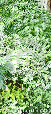 Tiny pine needles unraveling during the day Stock Photo