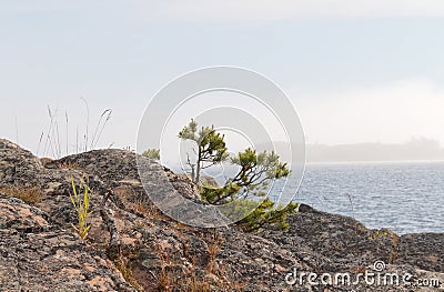 Tiny pine tree and archipelago Stock Photo