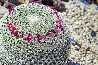 Tiny pink beautiful flowers on a round prickly cactus Stock Photo