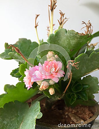 Tiny pink flowers bloom in a Kalanchoe plant Stock Photo