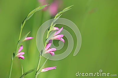 Tiny pink flowers Stock Photo