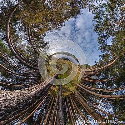 tiny planet transformation of spherical panorama 360 degrees. Spherical abstract aerial view with trees in forest with clumsy Stock Photo