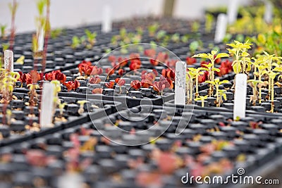 Tiny plants int he greenhouse Stock Photo