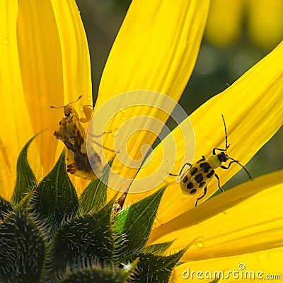 Tiny praying mantis and a beetle share the shady side of a sunflower Stock Photo