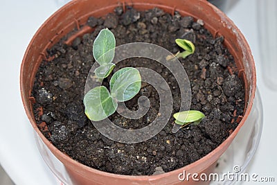 tiny pumpkin plants Stock Photo