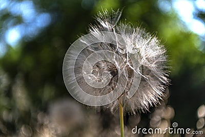 A big dandelion seed is waiting for the wind to meet the ground Stock Photo