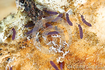 Tiny , purple Springtails Collembola on the fruiting body of the mushroom Stock Photo
