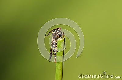 A tiny rare Raspberry Clearwing Moth, Pennisetia hylaeiformis, perching on a reed. Stock Photo