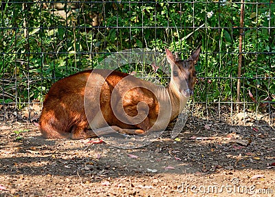 tiny red brocket deer is resting by the fence at the zoo Stock Photo