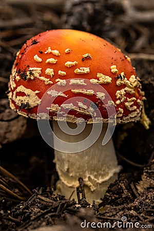 Tiny Red Capped Mushroom Pushing Through The Forest Floor Stock Photo