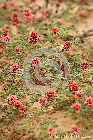 Tiny Red flowers on brown background Stock Photo