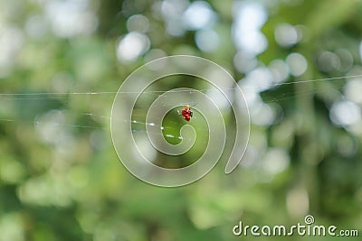 A tiny red spider, known the Red and Silver Dewdrop spider (Argyrodes Flavescens) sitting on the spider web Stock Photo