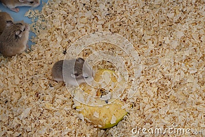 Tiny Roborovski dwarf hamsters for sale as pets in street market, one eating apple. Aka Robo, desert hamster. Stock Photo