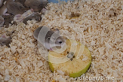 Tiny Roborovski dwarf hamsters for sale as pets in street market, one eating apple. Aka Robo, desert hamster. Cute. Stock Photo