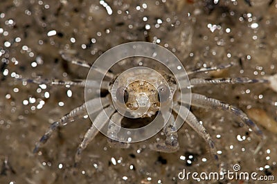 Tiny Sand Crab Stock Photo
