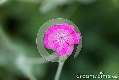 Single bloom of Rose Campion flower Stock Photo