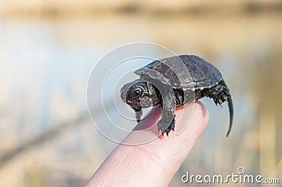Tiny or small child of turtle is at tip of index finger with tiny shell, head and legs close up with blurry rear background of ban Stock Photo