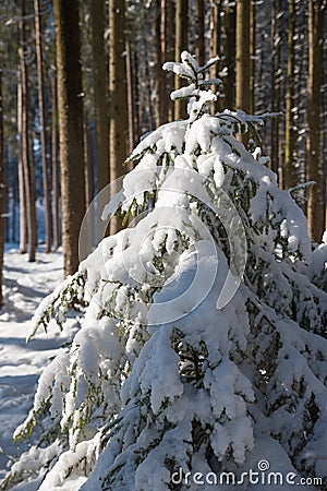 Tiny snow covered fir tree in the wintry forest Stock Photo