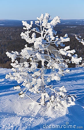 Tiny snow covered pine tree Stock Photo