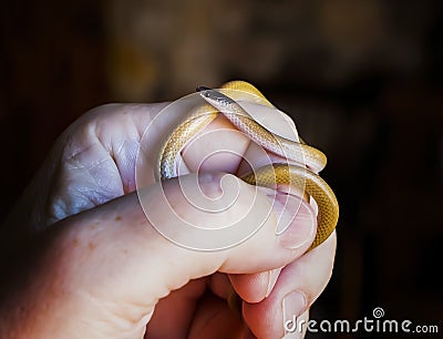 Tiny Southwestern Blackhead Snake in Close Up Profile Stock Photo