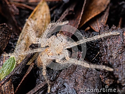 A Tiny Spider in Macro Stock Photo