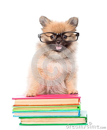 Tiny spitz puppy with glasses standing on a books. isolated Stock Photo