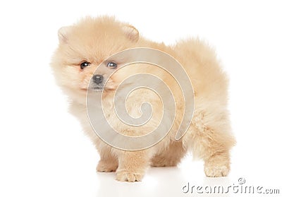 Tiny Spitz puppy in stand on white background Stock Photo